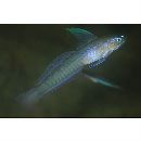 Oxymetopon sp. 3 of Suzuki in Senou, ed. (2004)