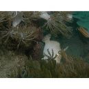 Acreichthys radiatus (Popta, 1901)