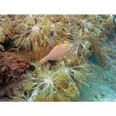 Acreichthys radiatus (Popta, 1901)