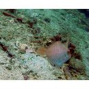 Acreichthys radiatus (Popta, 1901)