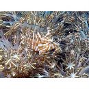 Acreichthys radiatus (Popta, 1901)