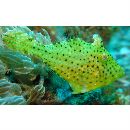 Pseudomonacanthus macrurus (Bleeker, 1856)