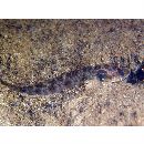 Oxyurichthys papuensis (Valenciennes, 1837)