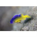 Pomacentrus auriventris Allen, 1991