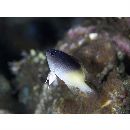 Chrysiptera rollandi (Whitley, 1961)