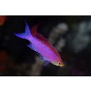 Pseudanthias tuka (Herre et Montalban, 1927)