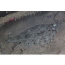 Bothus pantherinus (Ruppell, 1830)