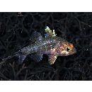 Fowleria vaiulae (Jordan et Seale, 1906)