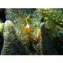 Amphiprion thiellei Burgess, 1981