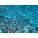 Cirrhilabrus walindi Allen et Randall, 1996