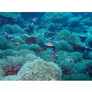 Cirrhilabrus walindi Allen et Randall, 1996