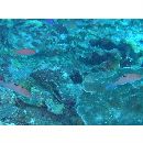 Cirrhilabrus walindi Allen et Randall, 1996