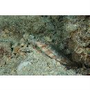 Amblyeleotris periophthalma (Bleeker, 1853)