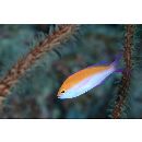 Pseudanthias bicolor (Randall, 1979)