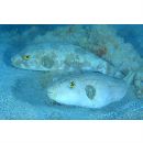 Arothron manilensis (Proce, 1822)