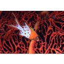 Bodianus anthioides (Bennett, 1832)