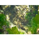 Abudefduf notatus (Day, 1870)