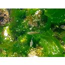 Oedalechilus labiosus (Valenciennes, 1836)