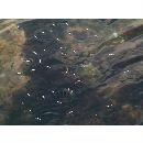 Oedalechilus labiosus (Valenciennes, 1836)