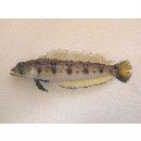 Parapercis sexfasciata (Temminck et Schlegel, 1843)