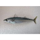 Scomber japonicus Houttuyn, 1782