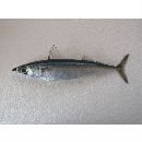 Scomber japonicus Houttuyn, 1782