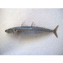 Decapterus macrosoma Bleeker, 1851