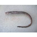 Conger myriaster (Brevoort, 1856)