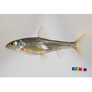 Squalidus japonicus japonicus (Sauvage, 1883)