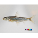 Squalidus japonicus japonicus (Sauvage, 1883)