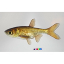 Aristichthys nobilis (Richardson, 1844)