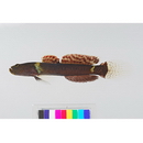 Mangarinus waterousi Herre, 1943