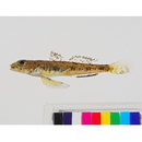 Heteroplopomus sp. 2