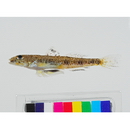 Heteroplopomus sp. 2