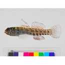 Eviota japonica Jewett et Lachner, 1983