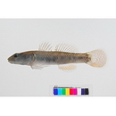 Rhinogobius flumineus (Mizuno, 1960)