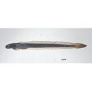 Odontamblyopus rubicundus (Hamilton, 1822)