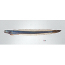 Odontamblyopus rubicundus (Hamilton, 1822)