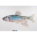 Opsariichthys platypus (Temminck et Schlegel, 1846)