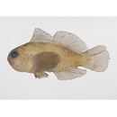 Gobiodon winterbottomi Suzuki, Yano et Senou, 2012