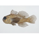 Gobiodon winterbottomi Suzuki, Yano et Senou, 2012