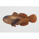 Gobiodon winterbottomi Suzuki, Yano et Senou, 2012