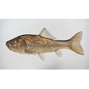 Carassius auratus subsp. 2