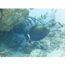 Acanthurus blockii Valenciennes, 1835