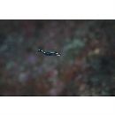 Plagiotremus rhinorhijnchos (Bleeker, 1852)