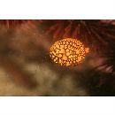 Monocentris japonica (Houttuyn, 1782)