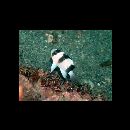 Chrysiptera tricincta (Allen et Randall, 1974)