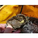 Tridentiger bifasciatus Steindachner, 1881