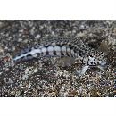 Parapercis kamoharai Schultz, 1966