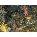 Pseudanthias leucozonus (Katayama et Masuda, 1982)